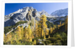 Larch Tree and Mount Zugspitze by Anonymous