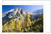 Larch Tree and Mount Zugspitze by Anonymous