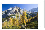 Larch Tree and Mount Zugspitze by Anonymous