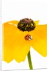 Ladybug on Black-eyed Susan by Anonymous