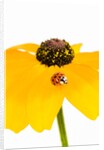 Ladybug on Black-eyed Susan by Anonymous