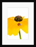 Ladybug on Black-eyed Susan by Anonymous