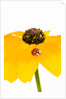 Ladybug on Black-eyed Susan by Anonymous