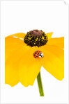 Ladybug on Black-eyed Susan by Anonymous