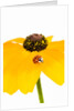 Ladybug on Black-eyed Susan by Anonymous