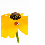 Ladybug on Black-eyed Susan by Anonymous