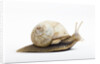 Snail by Anonymous