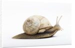 Snail by Anonymous