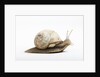 Snail by Anonymous