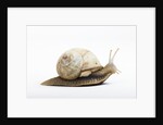 Snail by Anonymous