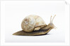 Snail by Anonymous