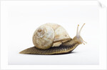 Snail by Anonymous