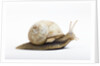Snail by Anonymous