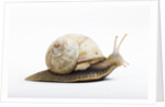 Snail by Anonymous