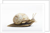 Snail by Anonymous