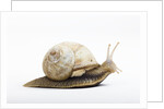 Snail by Anonymous