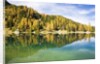 Larch Trees on Lake Seebensee by Anonymous