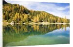 Larch Trees on Lake Seebensee by Anonymous