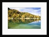 Larch Trees on Lake Seebensee by Anonymous