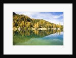 Larch Trees on Lake Seebensee by Anonymous