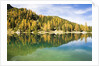 Larch Trees on Lake Seebensee by Anonymous
