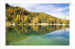 Larch Trees on Lake Seebensee by Anonymous