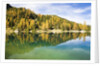 Larch Trees on Lake Seebensee by Anonymous