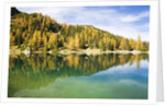 Larch Trees on Lake Seebensee by Anonymous