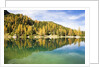 Larch Trees on Lake Seebensee by Anonymous