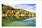 Larch Trees on Lake Seebensee by Anonymous