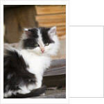 Black and White Kitten by Anonymous