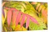 Sumac Leaves by Anonymous