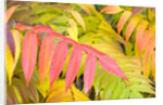 Sumac Leaves by Anonymous