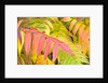 Sumac Leaves by Anonymous