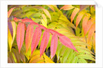 Sumac Leaves by Anonymous