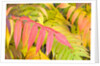 Sumac Leaves by Anonymous