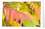 Sumac Leaves by Anonymous