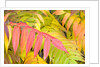 Sumac Leaves by Anonymous