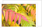 Sumac Leaves by Anonymous