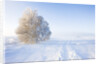 Frost and First Snow on Meadow by Anonymous