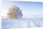 Frost and First Snow on Meadow by Anonymous