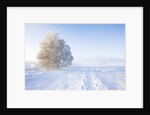 Frost and First Snow on Meadow by Anonymous