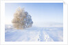 Frost and First Snow on Meadow by Anonymous