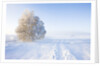 Frost and First Snow on Meadow by Anonymous