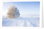 Frost and First Snow on Meadow by Anonymous