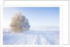 Frost and First Snow on Meadow by Anonymous