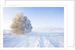 Frost and First Snow on Meadow by Anonymous