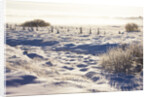Frost and First Snow on Meadow by Anonymous