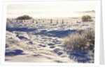 Frost and First Snow on Meadow by Anonymous
