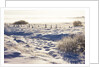 Frost and First Snow on Meadow by Anonymous